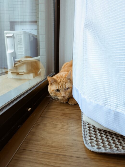 カーテンの陰から顔をのぞかせるのんちゃん