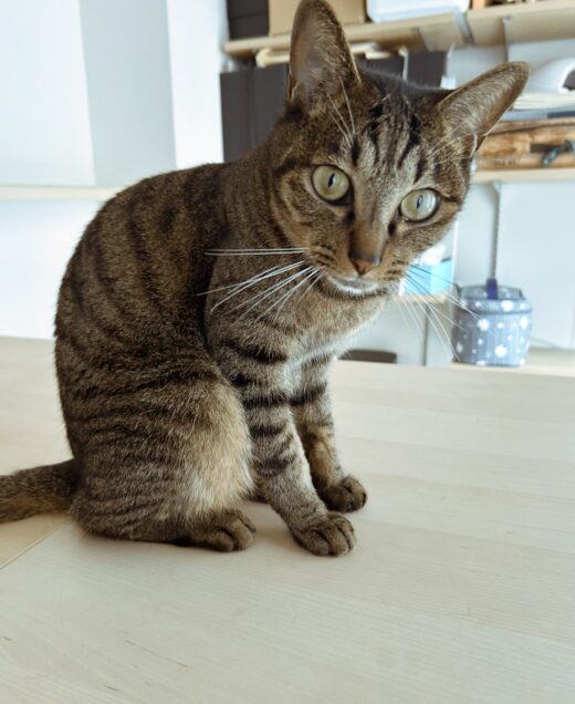 こちらを見つめるキジトラ猫のカイくん