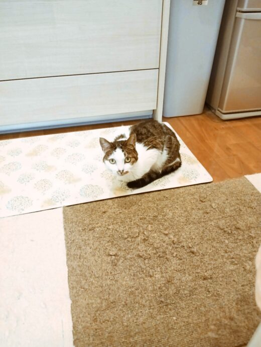 目を大きく開けて見つめるおとちゃん