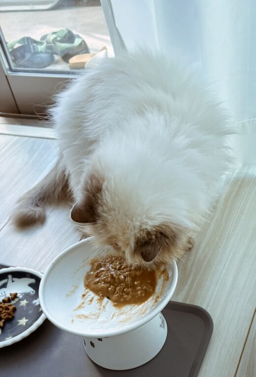 お皿のごはんを食べるユキちゃん