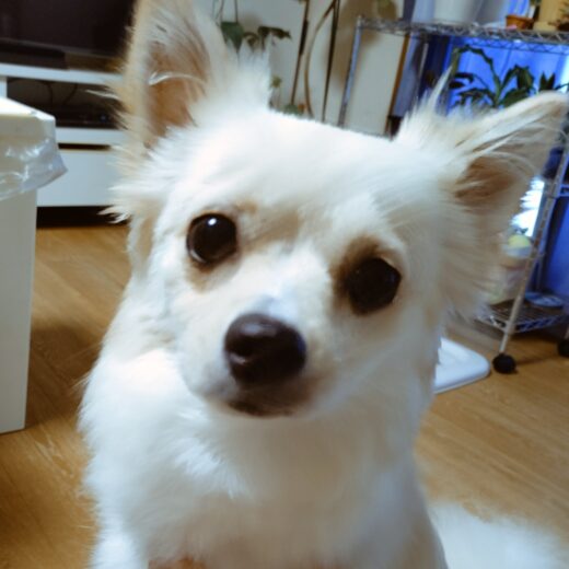大きな瞳でシッターを見つめるツムちゃん