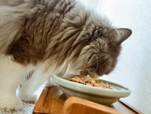器からごはんを食べる煎乃介ちゃん