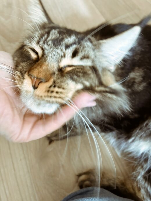 あごを撫でられて気持ちよさそうに目を閉じるくらま君
