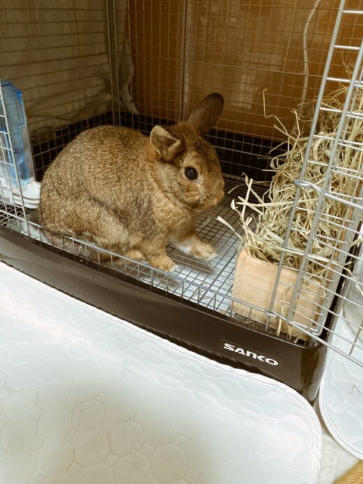 部屋でくつろぐうさぎの福くん