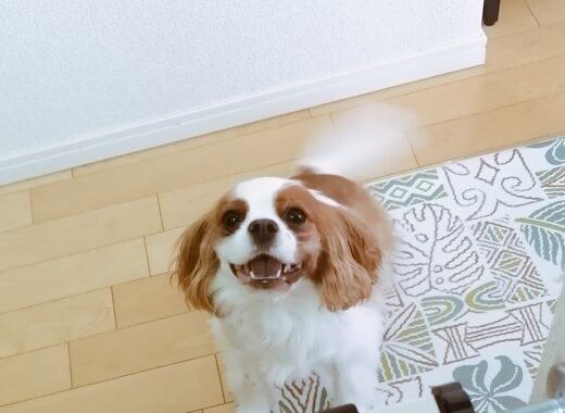 しっぽを振りながら見上げるすしちゃん