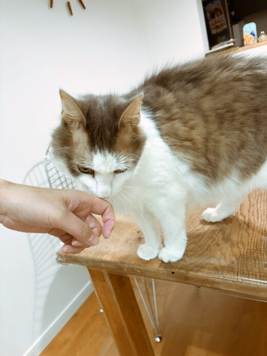 シッターの手に顔を近づけるくわとろくん