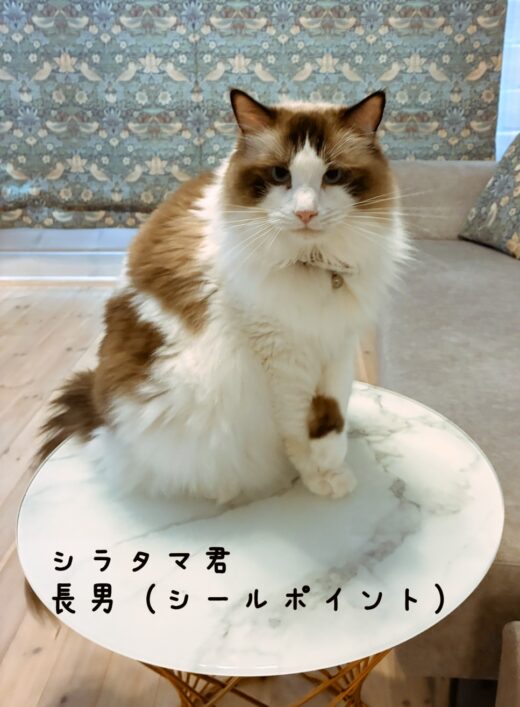 椅子に座るラグドールのシラタマ君