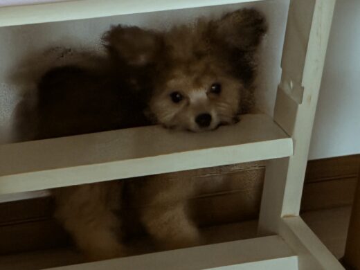 椅子の横木にあごを乗せる麦ちゃん