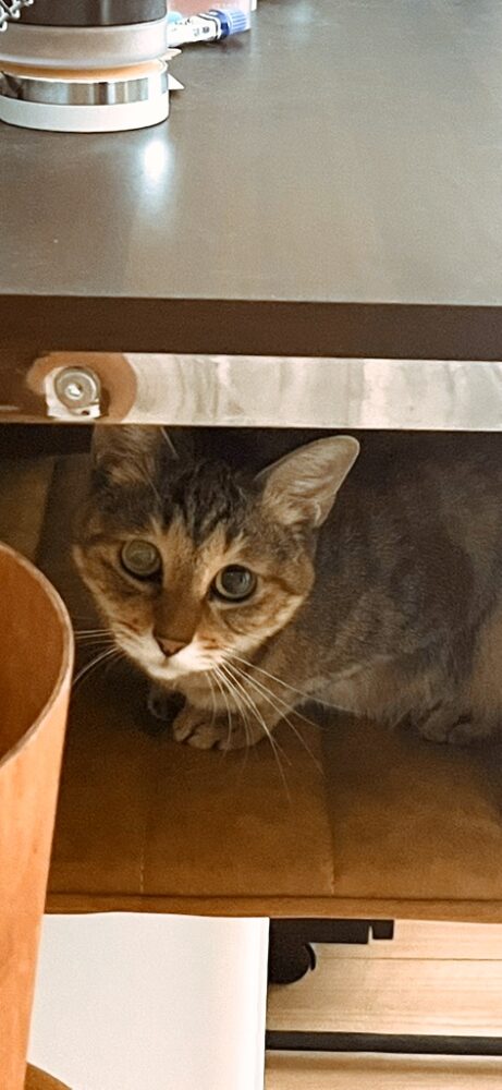 椅子の上から見守るもなかちゃん