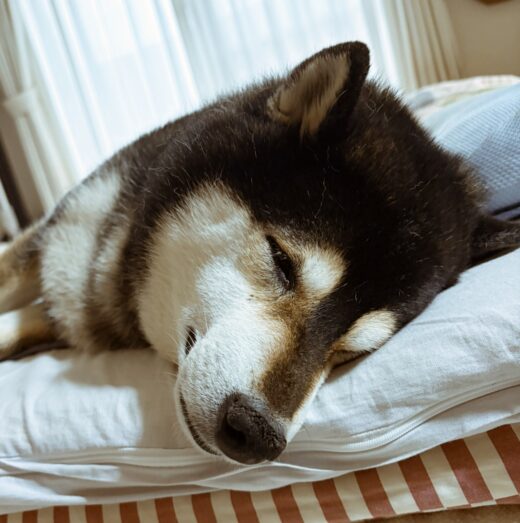 クッションに顔をのせてぐっすり眠るルーちゃん