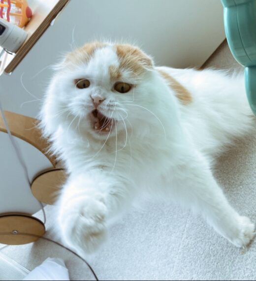遊びながらハンターの表情を見せるむったん