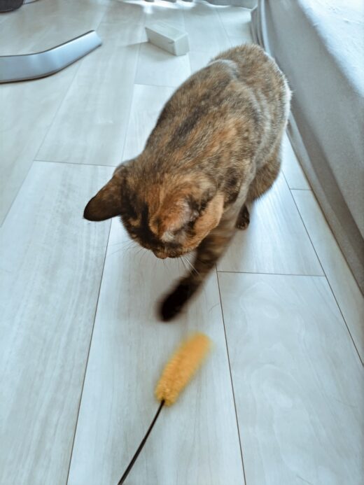 黄色い猫じゃらしを見つめるにこちゃん