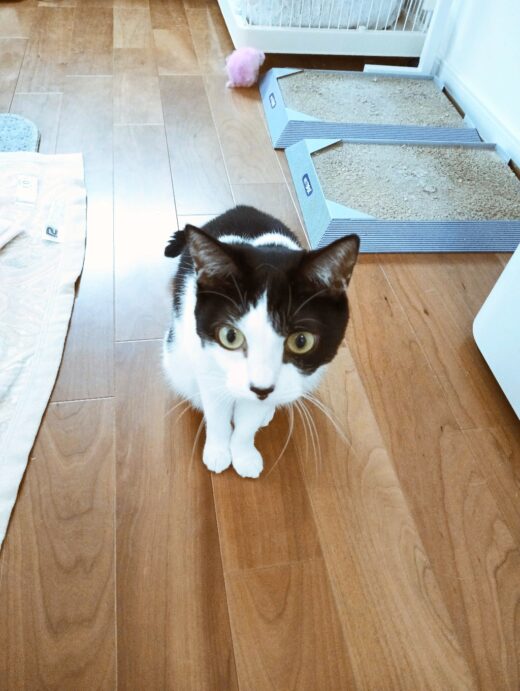 力強い眼差しを見せるジェラちゃん