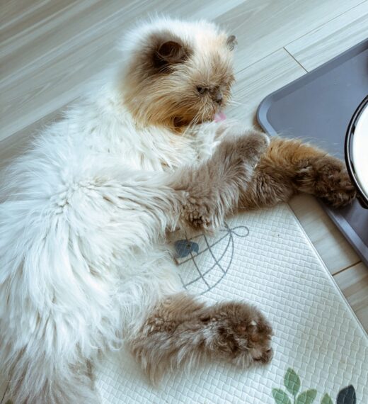 ごはんの合間に横になって休むユキちゃん