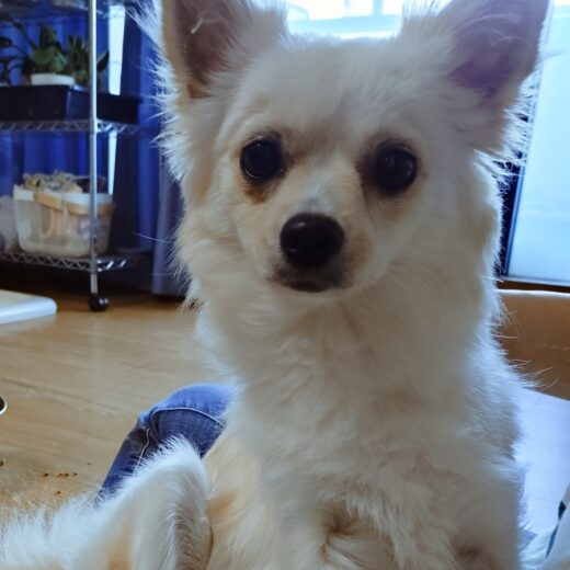 シッターのそばで前足を上げるツムちゃん