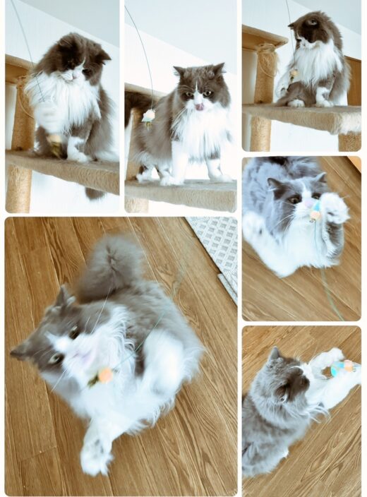 おもちゃを追いかけて遊ぶ煎乃介ちゃんの写真コラージュ