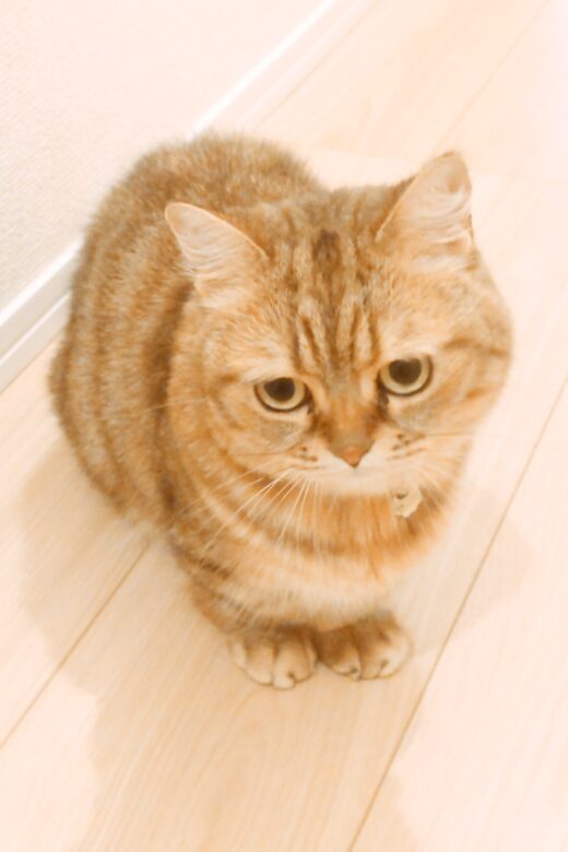 前足をそろえて座るルピナちゃん