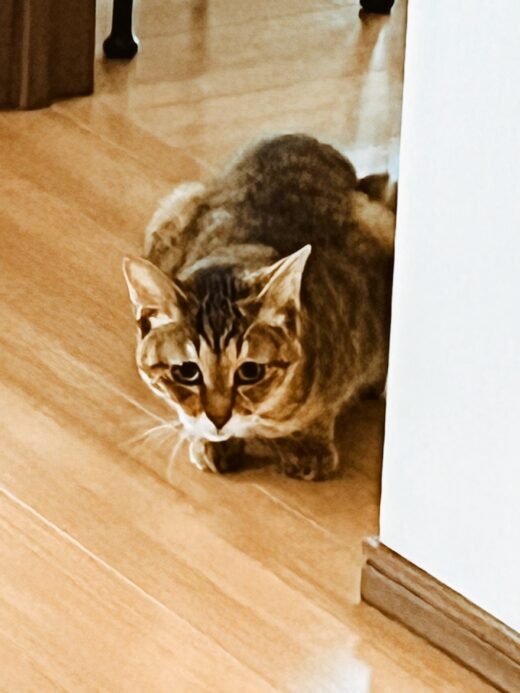 壁のそばで身を低くして待つもなかちゃん