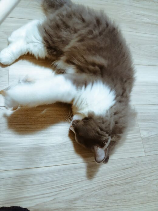 床に寝転んで甘えるミュフランくん