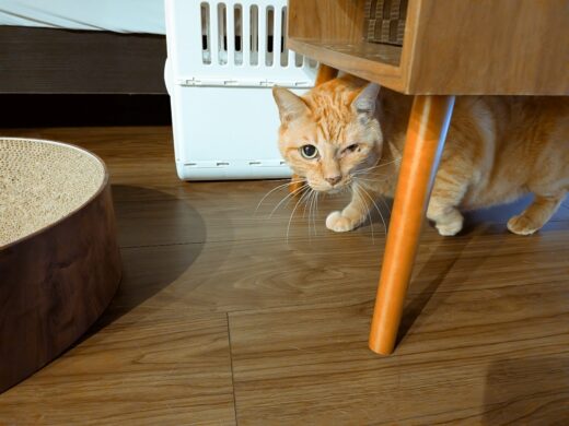 家具の陰から少しずつ出てくるのんちゃん