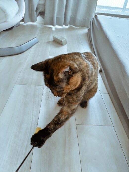 黄色い猫じゃらしに前足を伸ばすにこちゃん