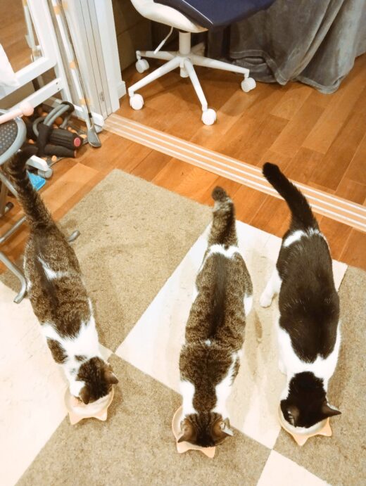 並んでおやつを楽しむ仲良し猫3姉妹