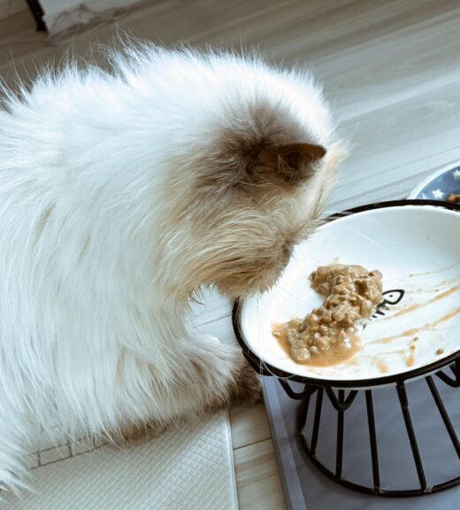 お皿に向かって再びごはんを食べるユキちゃん