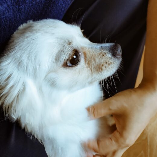 なでられながら横を見つめるツムちゃん