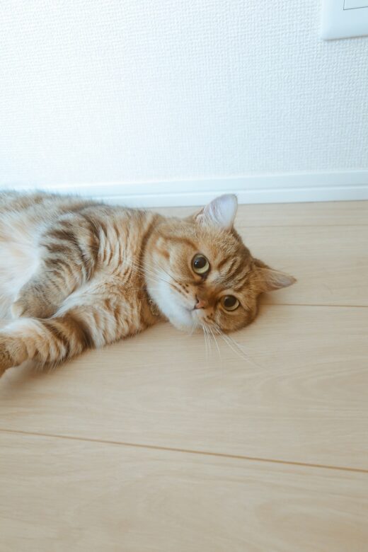 床に寝転びながらシッターを見守るルピナちゃん