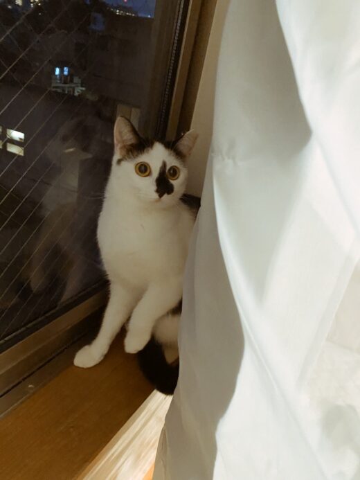 窓とカーテンの間にいる桃代ちゃん