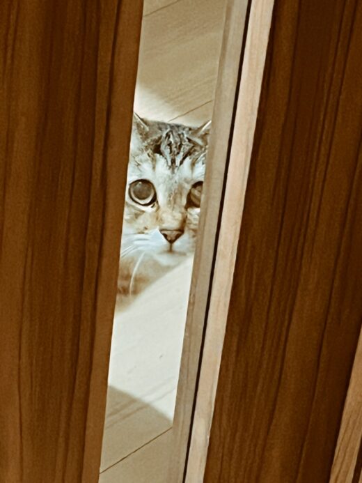 扉の隙間からこちらを見つめる猫