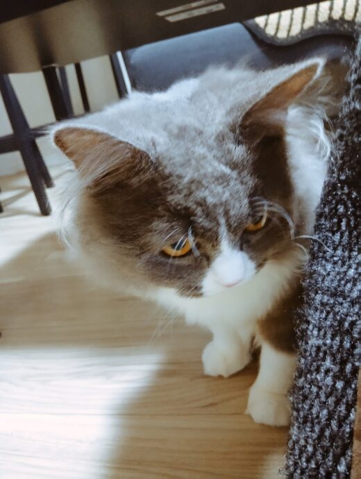 家具のそばから顔をのぞかせるミュフランくん