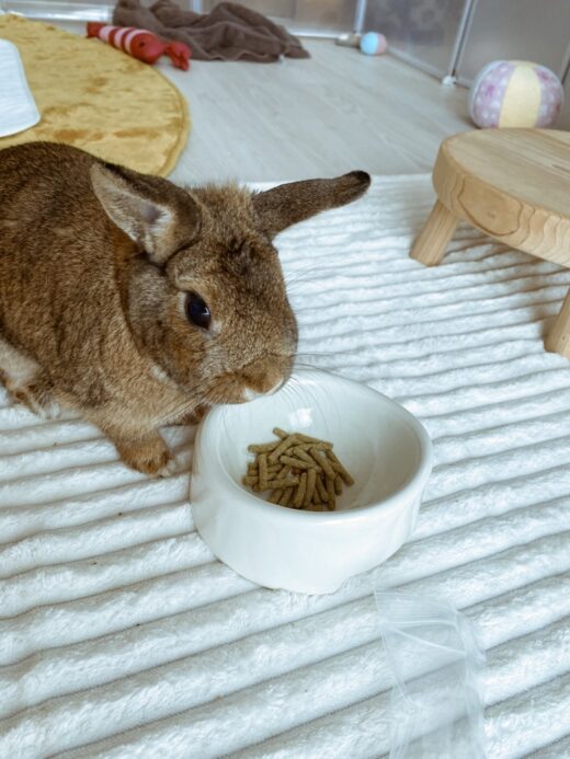 おやつを見つめる桃代ちゃん