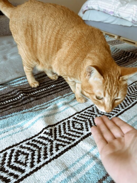 シッターの手に近づいてくれたそなちゃん