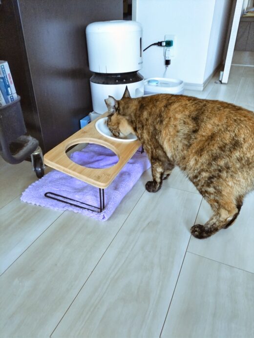 器のウェットフードを食べるにこちゃん