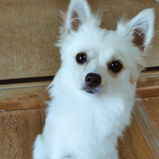 立った耳と白い毛が愛らしいツムちゃん