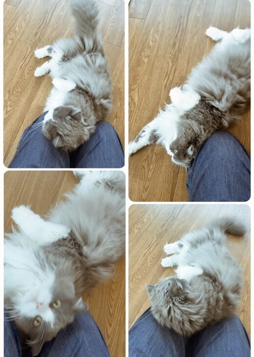 シッターのそばで寝転んで甘える煎乃介ちゃんの写真コラージュ
