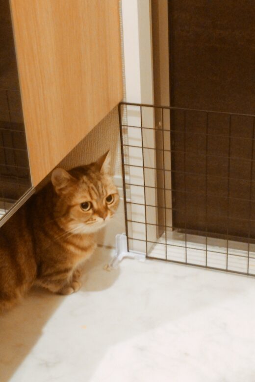 玄関のゲートのそばで待つルピナちゃん