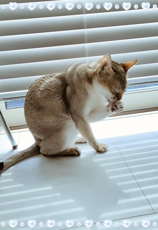 食後にゆっくり毛繕いをするシンガプーラ
