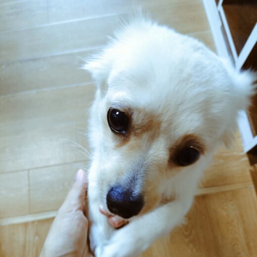 シッターの手に頬を寄せるツムちゃん