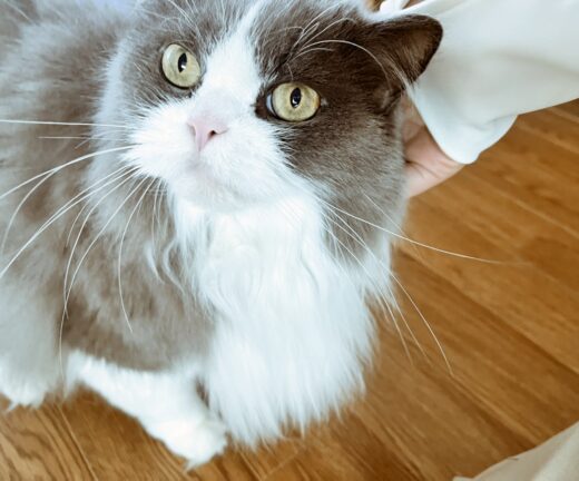 頭をなでてもらう煎乃介ちゃん