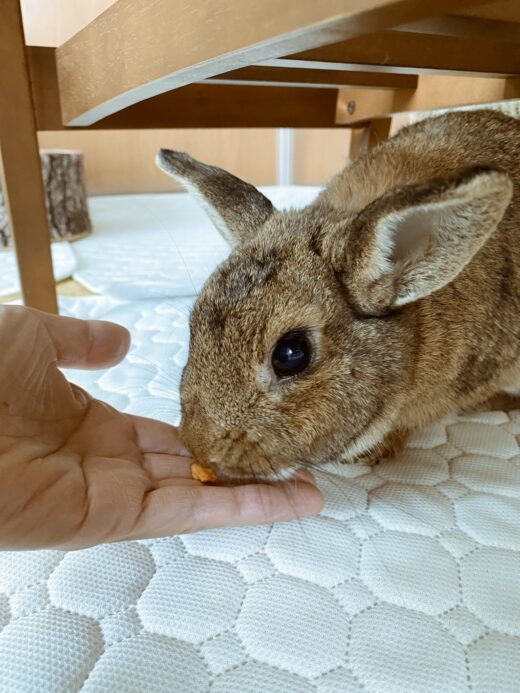ちゅーるを食べる桃代ちゃん