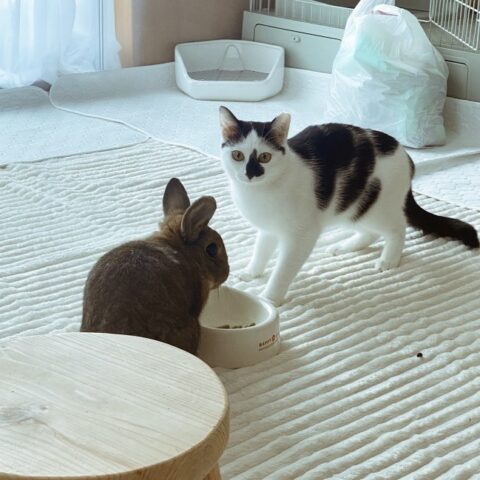 固まりニャンちゃん🐱と寛ぎウサくん🐰 - 大阪市住吉区