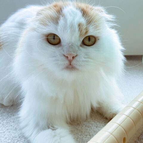 むったんと、ひーくんのシッター体験‼️ - 川崎市川崎区