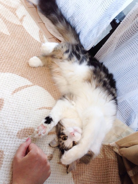 甘えん坊のもふちゃん