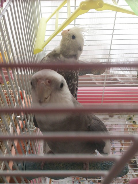 賑やかです♪