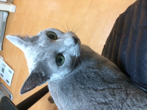 ロシアンブルーのまるちゃん♪