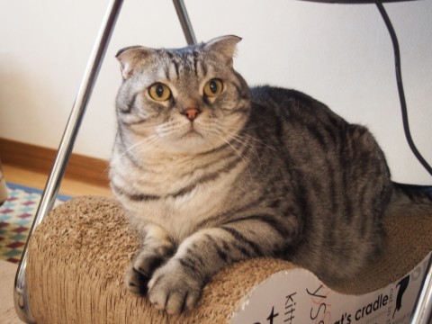 猫太君。