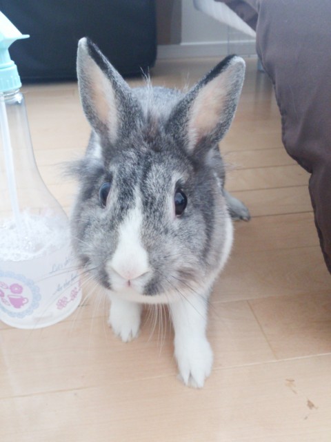 うさぎさんのお留守番