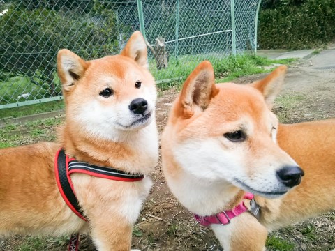 子冬ちゃんと小夏ちゃん